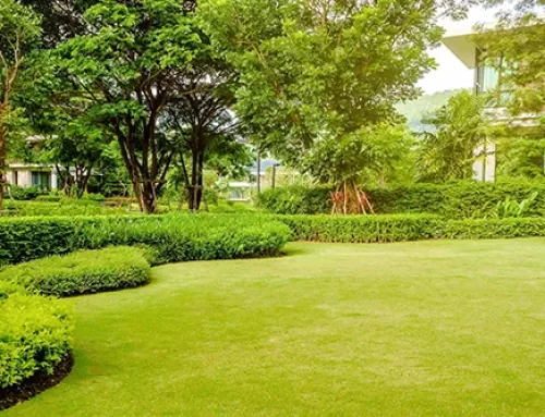 Landscaping on a Budget