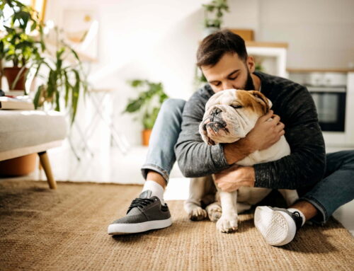 4 Tips for a Pet-Friendly Home
